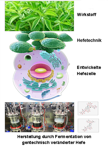 Stevia