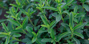 Stevia