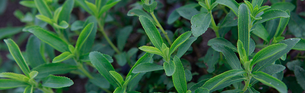 Stevia